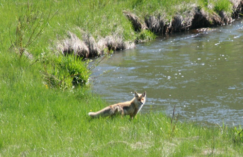 fox