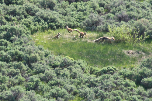 fox family