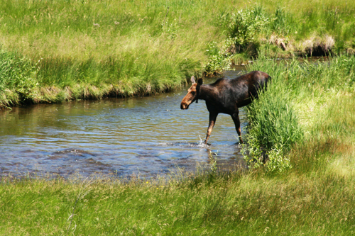 moose